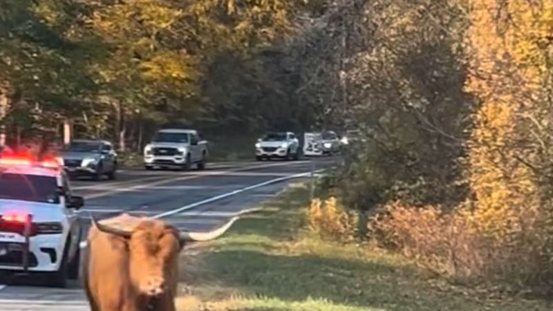 New York'ta çiftlikten kaçan inek Maggie polisi peşinden koşturdu