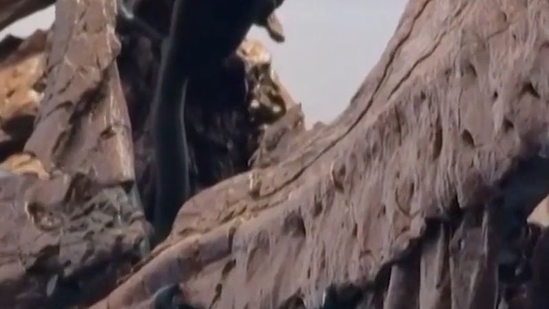 T. rex'in kuzeni Nanotyrannus iskeleti New York'ta 47,3 milyon dolara satıldı