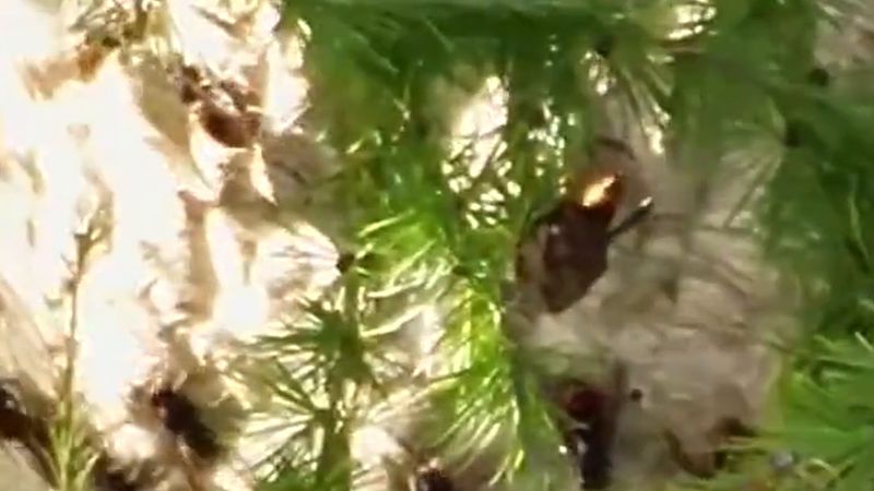 Halle yakınlarında ağaçta 23 metre yükseklikteki Asya eşek arısı yuvası söküldü