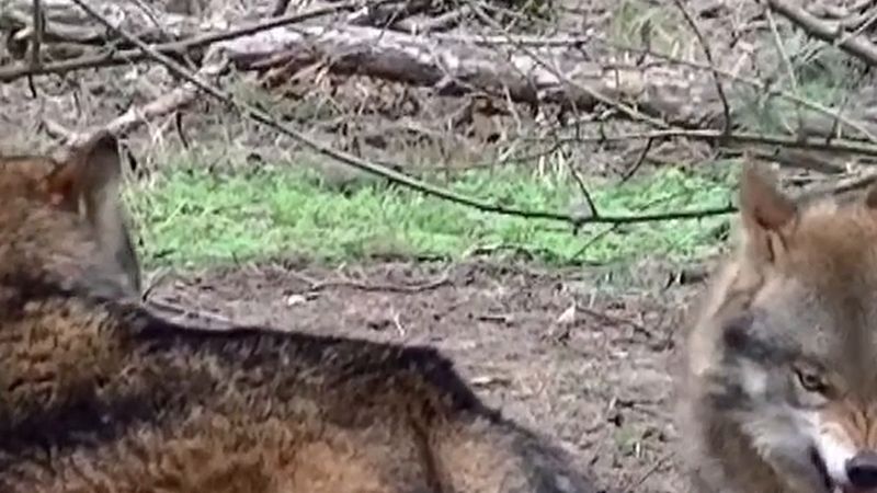 Brandenburg'da yaban parkında kurt çocuğa saldırdı