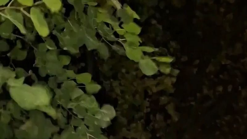 Luise fırtınası NRW'yi vurdu: A43 kapandı, ağaç apartmana devrildi