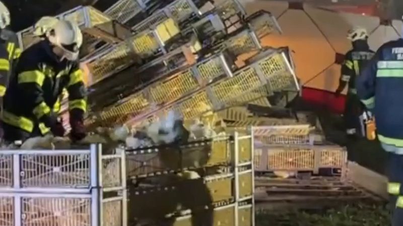 Avusturya'da yüzlerce canlı tavuk taşıyan römork devrildi
