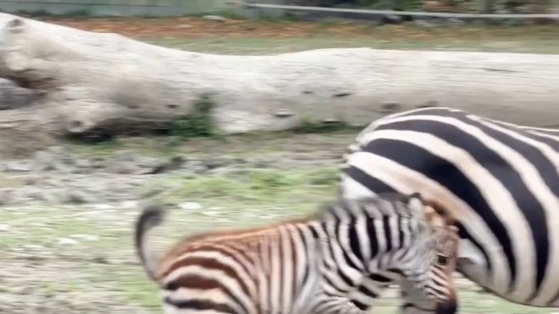 Wels yakınındaki hayvanat bahçesinde yavru zebra Akira dünyaya geldi