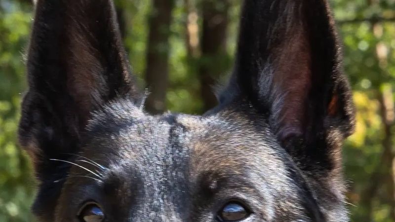 Avusturya'da zehirli yem arayan köpek Finn polise yardım edecek