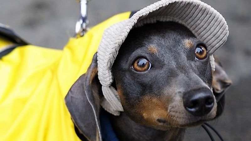 Viyana'da 300'ü aşkın sosis köpeği ilk yürüyüşte buluştu