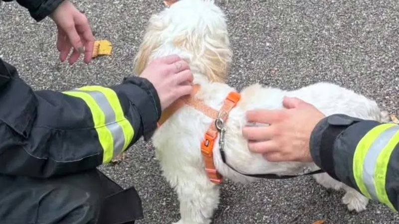 Avusturya'da kaza sonrası tedirgin köpeğe itfaiyeciler sahip çıktı
