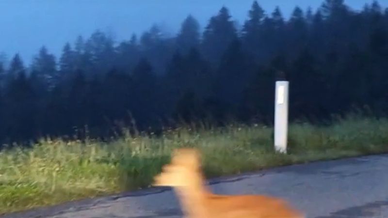 Avusturya'da 25 Ekim'de saatler geri alınıyor: polis ve uzmanlardan yaban hayvanı kazası uyarısı