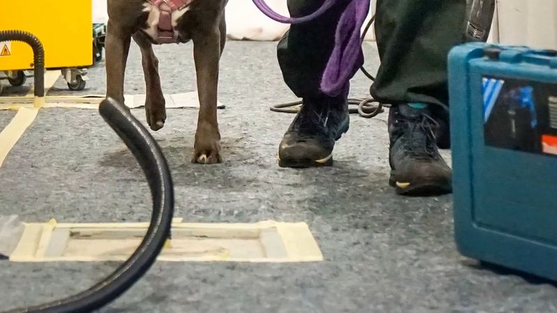 Viyana'da hayvan barınağı geçici yuva aradı, 25'ten fazla köpek kalıcı yuva buldu