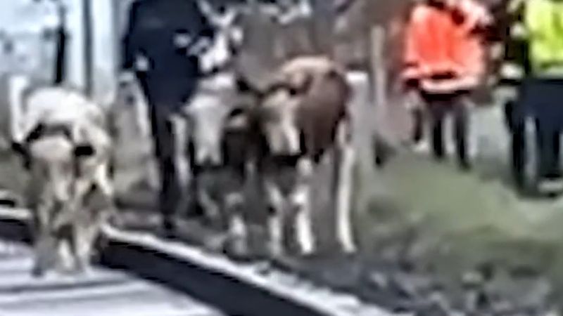 Waidhofen'de meradan kaçan buzağılar raylara girdi, trenler durdu