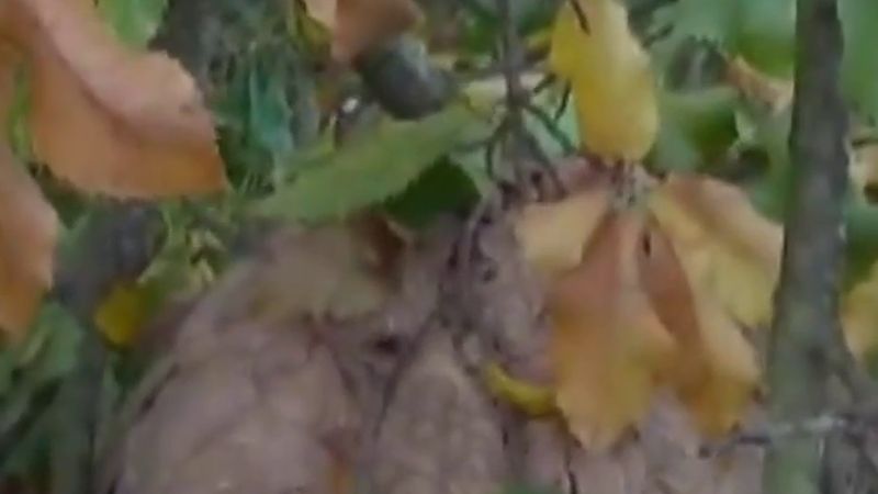Genk'te ağaç budayan adamı Asya eşek arıları yaklaşık yedi kez soktu