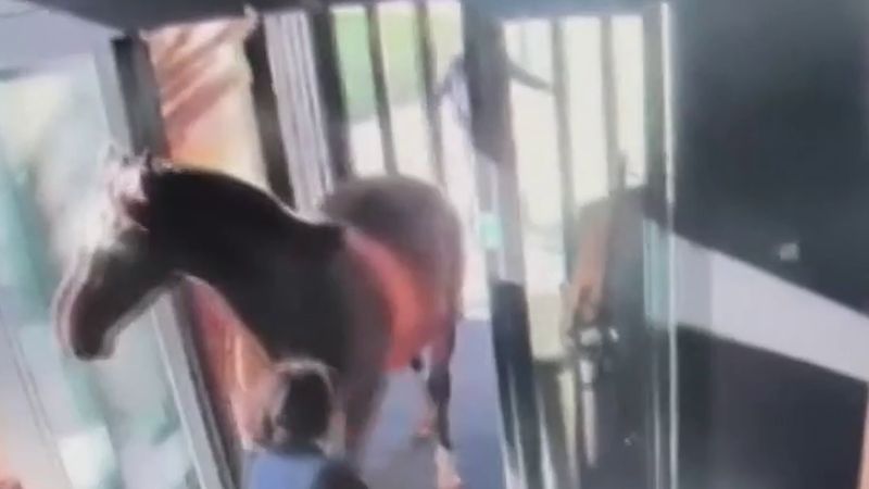 Lanaken'de ahırdan kaçan at lüks otele girdi