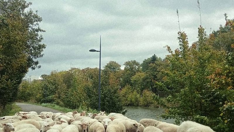 Belçika'nın Gent kentinde koyun sürüsü yeniden yol kenarlarını otluyor