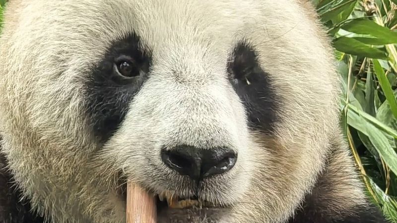 Pairi Daiza'ya Kasım'da yeni dişi dev panda Ran Ran geliyor