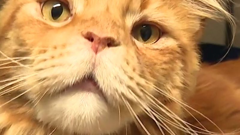 Belçika'da iki kedi Aldi'nin stickie oyuncağını yuttu, ameliyat edildi