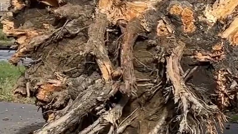 Belçika'da 3 eyalete turuncu rüzgâr alarmı: cuma 15.00-22.00, hamleler 130 km