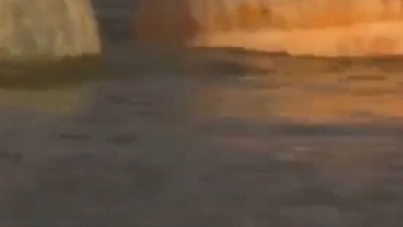 Belçika'da bugün dev balkabaklarıyla kürek yarışı var