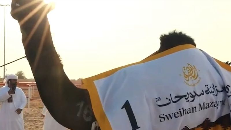 Abu Dabi'de develer güzellik yarışmasında: Al Dhafra Festivali'nin 20'nci yılında ilk durak Sweihan
