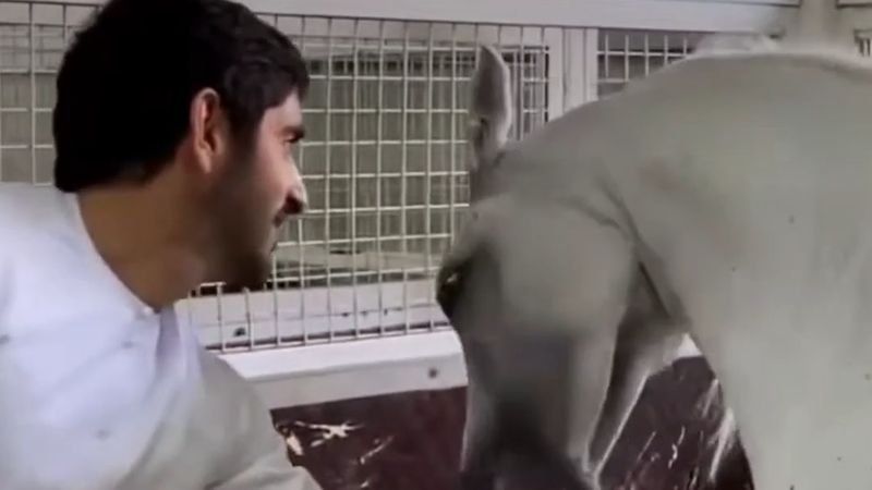 Dubai Veliaht Prensi Şeyh Hamdan'ın beyaz atla oyun anları gündem oldu