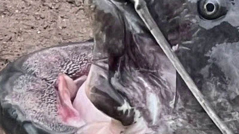 Lyon'da Rhône'dan 2,30 metrelik yayın balığı çıktı, yem bir tosttu