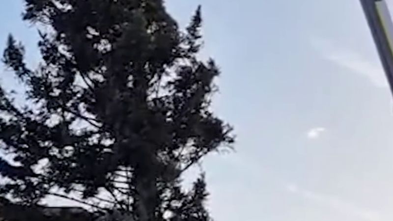 Strazburg'un 30 metrelik dev yılbaşı çamı Kléber Meydanı'na dikildi, Noel pazarı 24 Aralık akşamı kapanacak