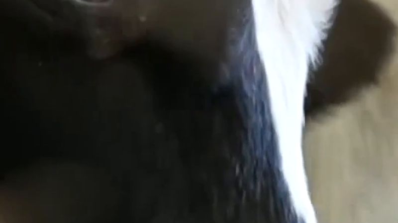 Fransa'da Shamonda virüsü dünyada ilk kez insanda görüldü, Lyon'daki hasta öldü