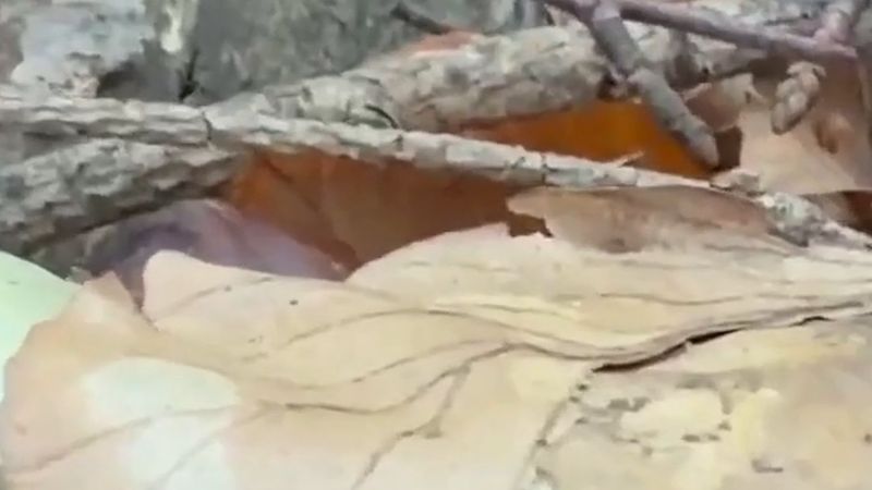 Gurbetçiler dikkat! Herford'da zehirli mantar yiyen kişi karaciğer nakline rağmen öldü