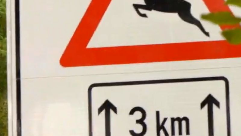 Hessen'de kış saati sonrası yaban hayvanı kazası uyarısı