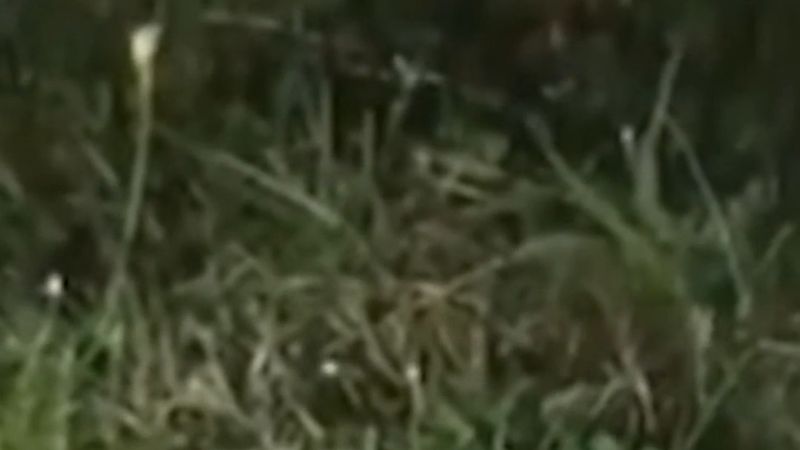 Amersfoort'ta çocuk mezarlarında ruh çağırma seansıyla suçlanan dört kadın hakim karşısına çıkıyor