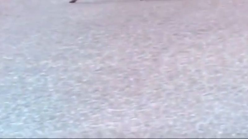 Hollanda'da saatler geri alındı: yollarda karaca çarpma riski arttı