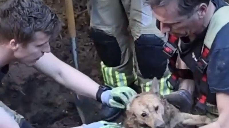 Arnhem'de yeraltı hayvan inlerine sıkışan köpeği itfaiye kazarak çıkardı