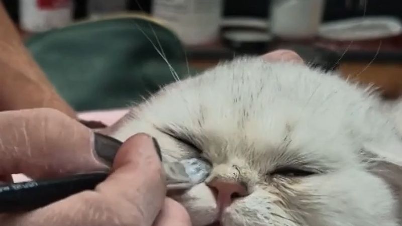Dünyanın en büyük kedi şovu Hollanda'da: Vijfhuizen'de 1.500 kedi yarışıyor