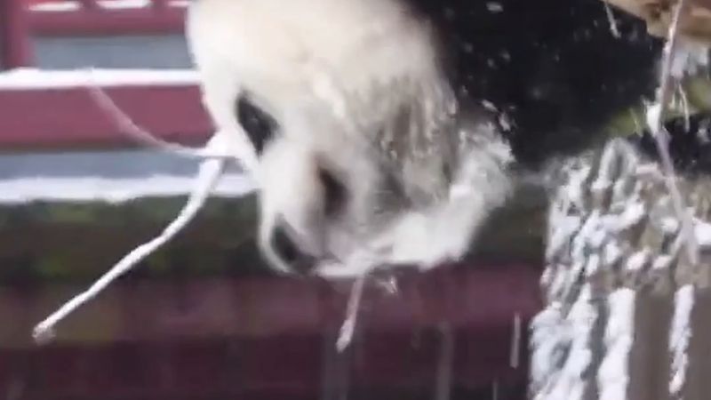 Hollanda'da doğan dev panda Lang Yue 30 Ekim'de Çin'e gidiyor