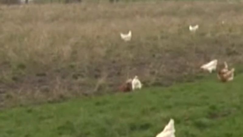 Hollanda'da kuş gribi: ülke genelinde kümes kapatma zorunluluğu