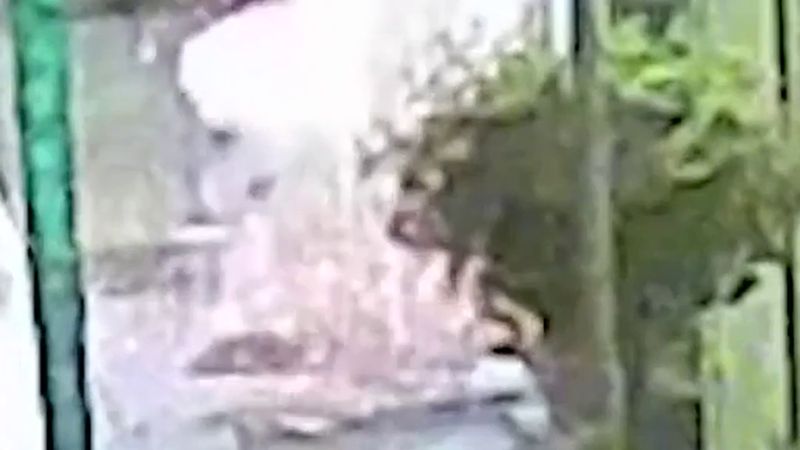 Apeldoorn'da dövme dükkânına bir haftada iki saldırı: polis kamera görüntülerini paylaştı