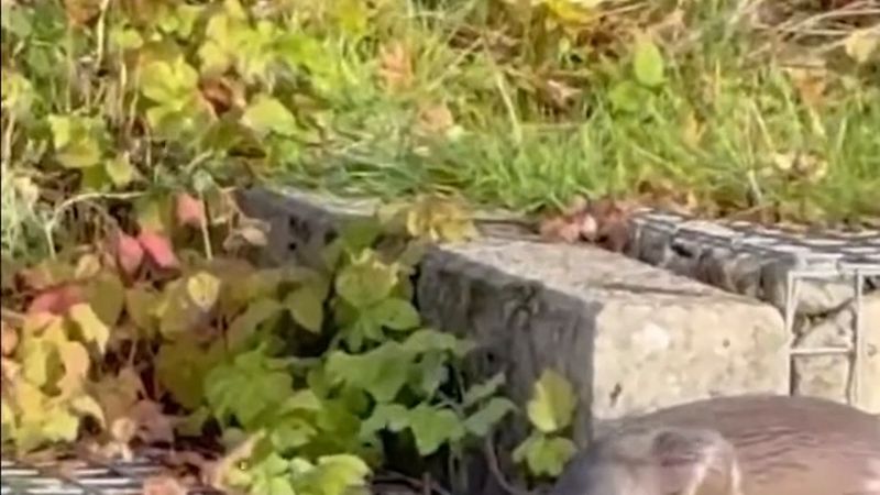 Oldenzaal'da mahallede üç su samuru görüntülendi