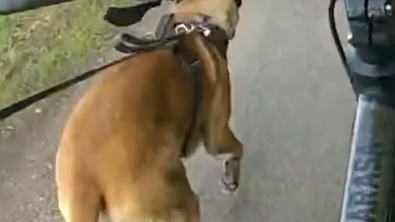 Kefalet şartını çiğneyip Thames'e atlayan adamı polis köpeği Chief bisiklet çekerek yakaladı