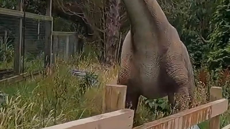 Devon'daki 40 yıllık hayvan ve dinozor parkı 1 Kasım Pazar günü kapanabilir