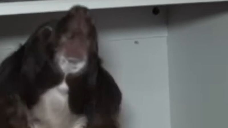 İngiltere'de polis köpeği gizli odada kaçak sigara zulası buldu