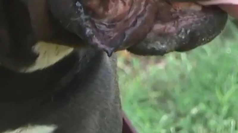 XL Bully sahiplerine 1 Kasım kuralı: 12 yaş altı çocuk köpekle gözetimsiz bırakılamayacak