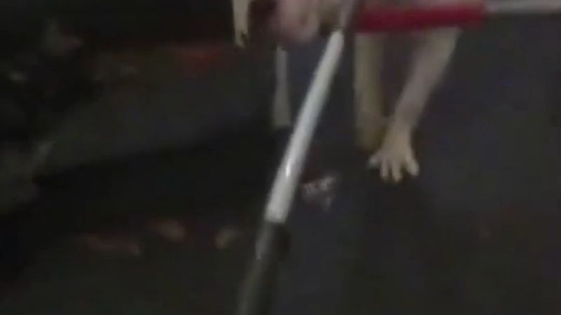 İngiltere'de 1 Kasım'dan itibaren yasaklı köpeklerin yanında 12 yaş altı çocuk gözetimsiz bırakılamayacak