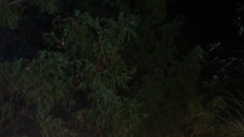 İsveç'te 18 yaşındaki fotoğrafçı nadir vaşak yavrularını kameraya aldı