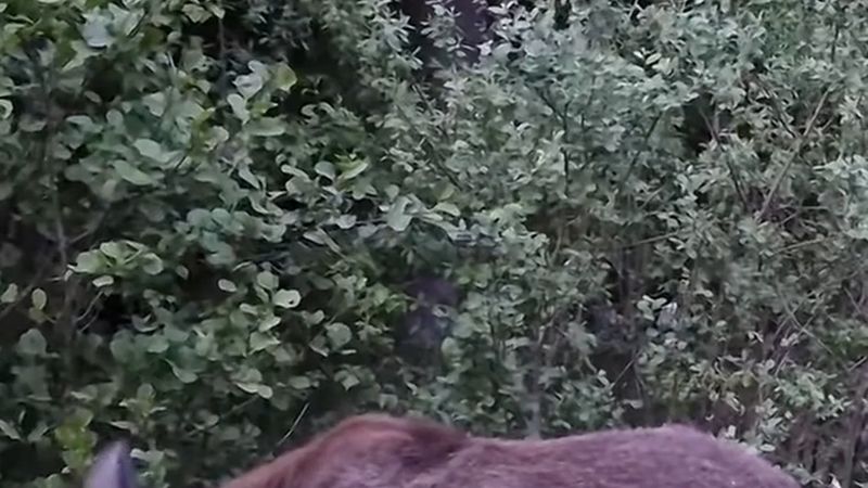 İsveç'te tek gecede dört ilde 20 yaban hayvanı kazası: en riskli aylar ekim ve kasım, en riskli saat sabah 6-7