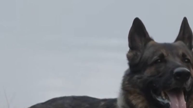 Stockholm'de suya düşen polisin hayatını kurtaran köpek Sid, yılın polis köpeği seçildi