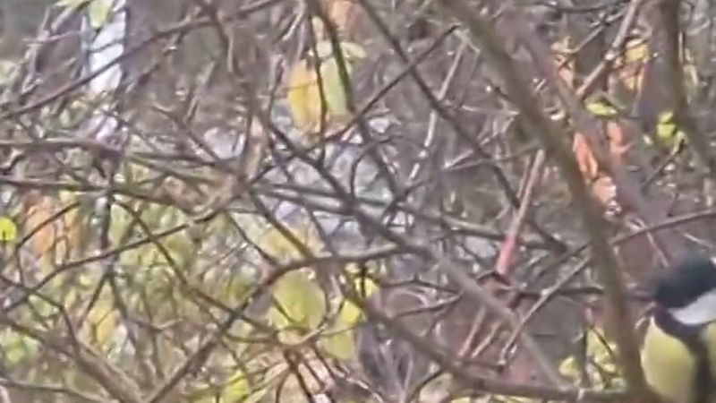 Västerbotten'de başı bembeyaz baştankara bir ailenin kuş yemliğine geliyor