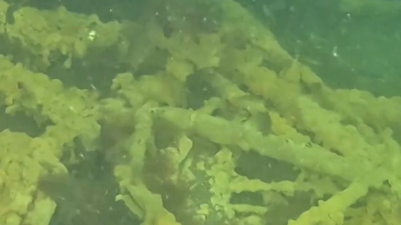 İsveç'in batı kıyısında istilacı deniz fışkırtığı alarmı