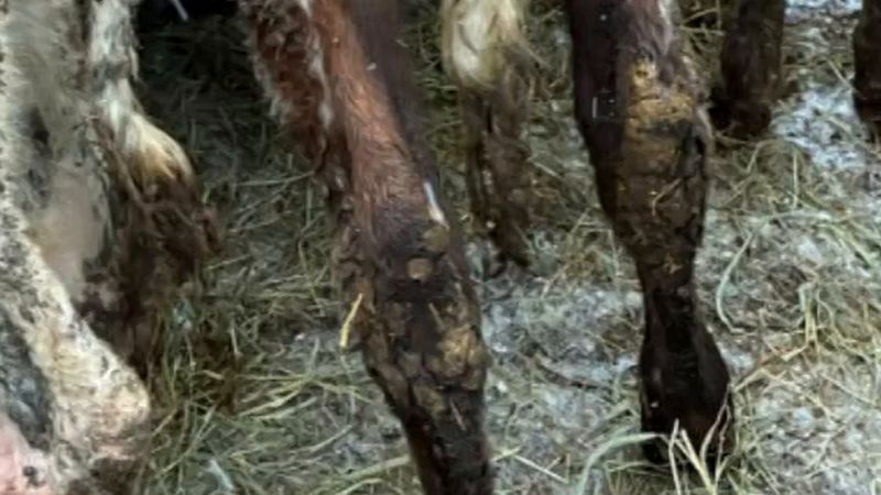 İsveç'te 100 büyükbaş hayvanı aç ve susuz bırakmakla suçlanan çiftçiye ağır hayvan eziyeti davası