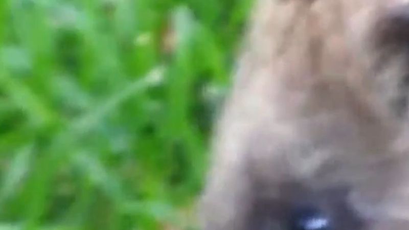İsveç'te kirpi 1 Kasım'dan itibaren koruma altında: yakalamak, yaralamak ve yuvasına zarar vermek yasak