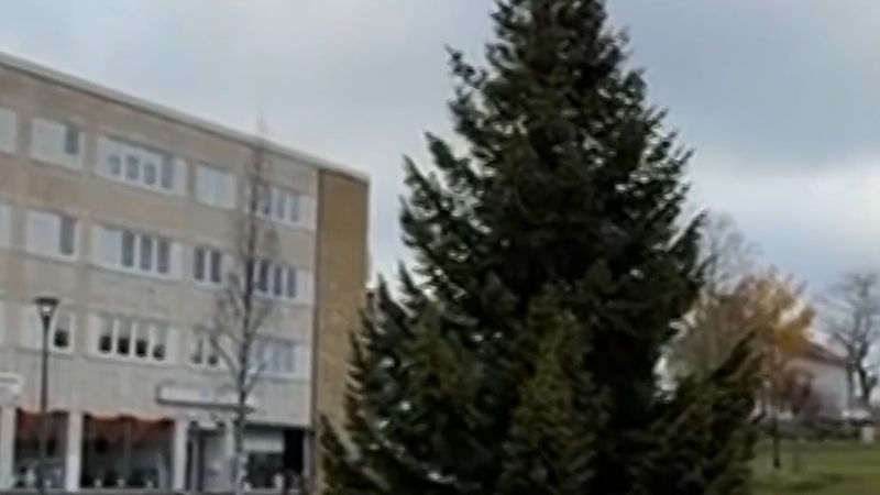 Lycksele'de yılbaşı ağacı daha ekimde meydana dikildi