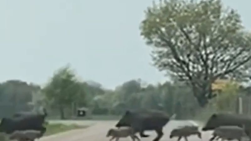 Uppsala'da 4 saatte 18 yaban hayvanı kazası: polis sürücüleri uyardı