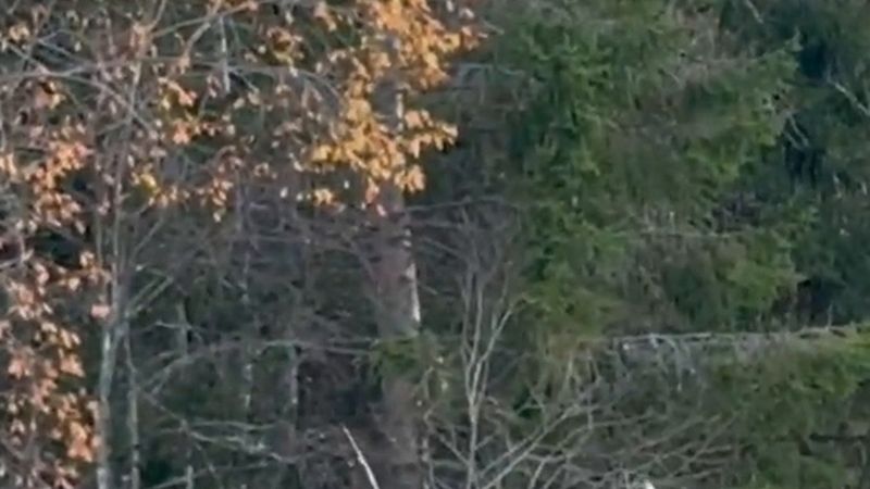 İsveç'te ralli yarışında yarış aracı seyirciye çarptı: 65 yaşlarındaki adam hayatını kaybetti